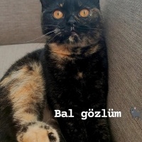 Oyuncu ku..