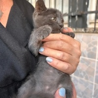 CİNS KEDİ..