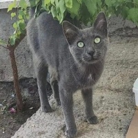 Simba yuv..