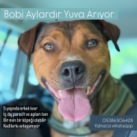 Bobi yuva..