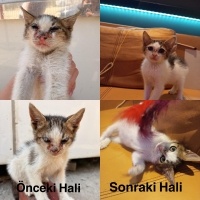 Sevgi dol..