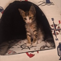 Minik yak..