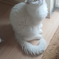 Güzel kız..