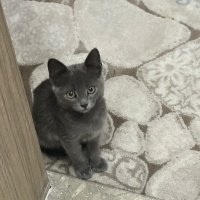 Sokağa at..