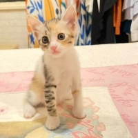 Minik Pat..