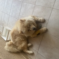 Sakız han..