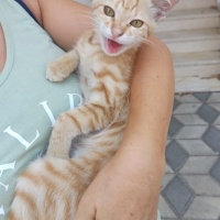 Sevgi del..