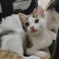 Sokağa gi..