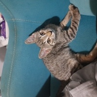 Maya 6 ay..