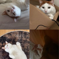 Cins kedi..
