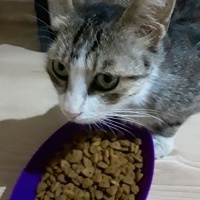 Şekere yu..