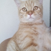 Adım Behl..