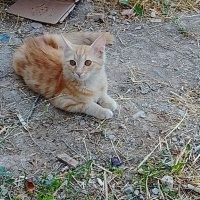 Nadir bul..