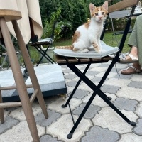 Tatlı LEO..