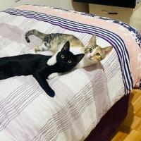 Ballı Pek..