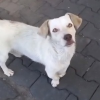 Ücretsiz..