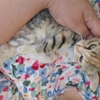 Calico, d..