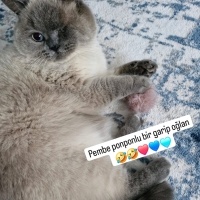 Geçici ba..