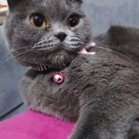 Cins kedi..