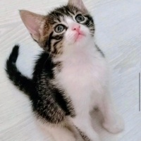 Minibonla..