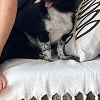 Koko ömür..