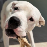 1 yaş Dog..