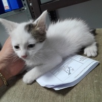 Maya ve L..