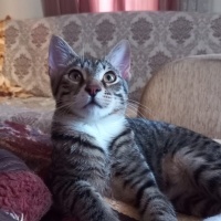 Acil geçi..