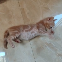 Üç kardeş..