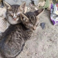 Çok acil..
