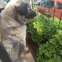🐾 Bir Öm..