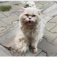 İran kedi..