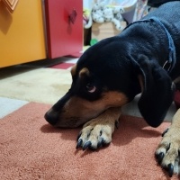 Zeytin Gö..