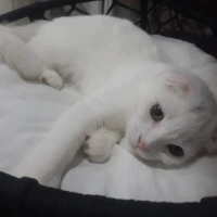 Pamuk ücr..