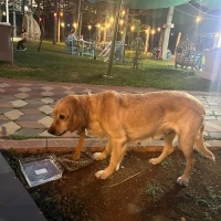 Golden di..
