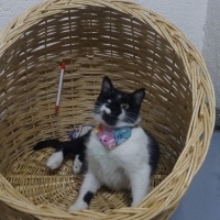 Köpek sal..