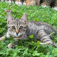 Güzel Lil..