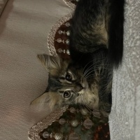 Minik Zey..