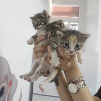 YAVRU KEDİLER...