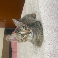 Pek sevimli oy...