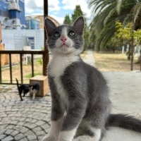 Oyuncu, t..