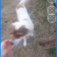 Fındık ömürlük...