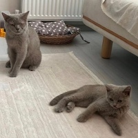 Cins kedi..