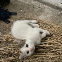 Çok arkad..