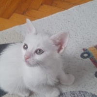 Minicik h..