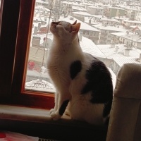 Konuşan B..