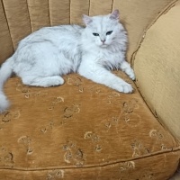Lütfen aç..