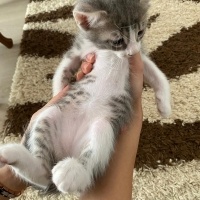 Minik Pat..