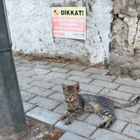Sokakta m..