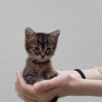 🐾 “Minik..